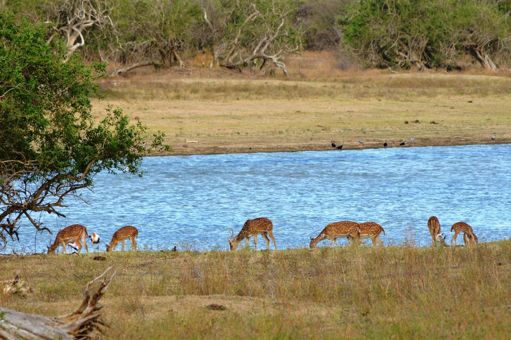 Wild Panthera Yala Tissamaharama Exteriér fotografie