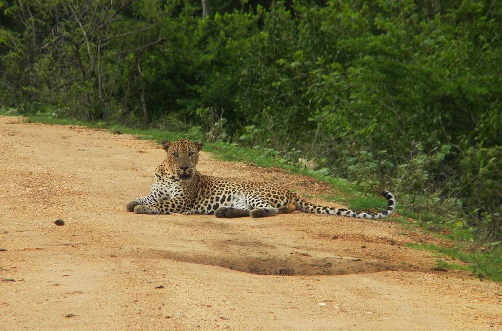 Wild Panthera Yala Tissamaharama Exteriér fotografie